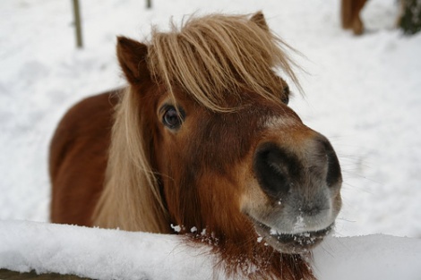 pony in snow
