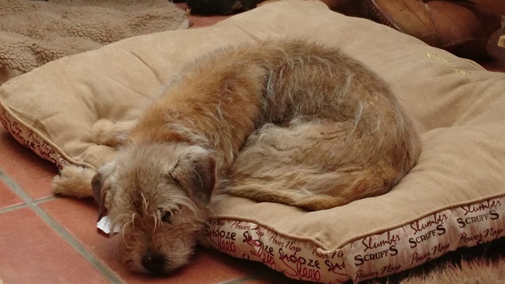 A shaggy dog story to start your&nbsp;week