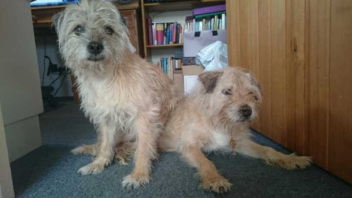 A Tale of Two Dogs, episode 2 (Partners in&nbsp;Crime)