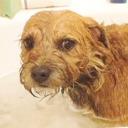 border-terrier-in-bath