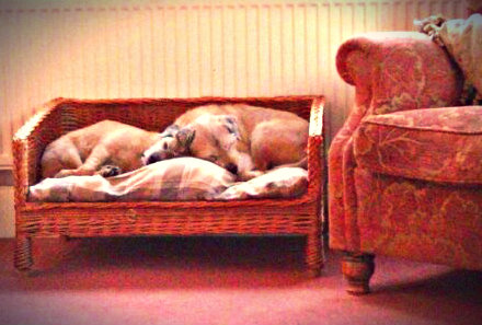 A Tale of Two Dogs, episode 3 (my dog’s got no&nbsp;nose)