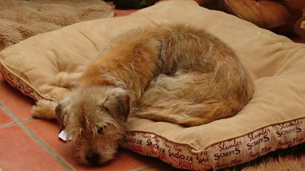 A Tale of Two Dogs (Episode 4) Don’t read while eating your&nbsp;supper…