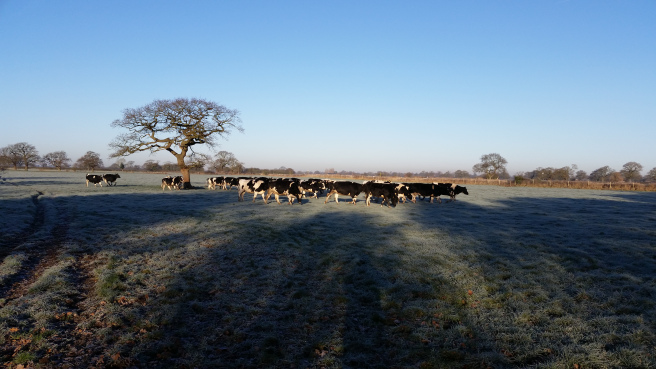 Frosty cows