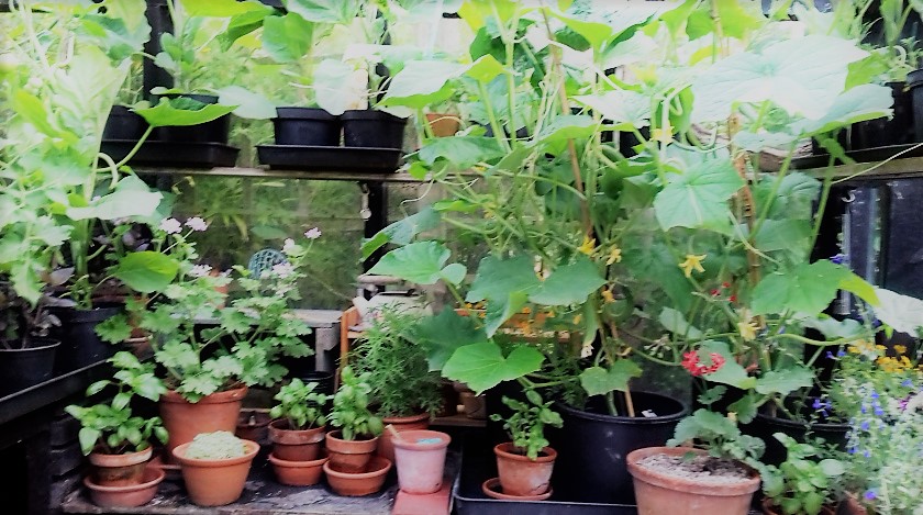 Rustic Guest Eve – Autumn in the&nbsp;Greenhouse