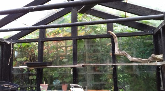 greenhouse4